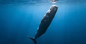 Foto: (Imagem sem texto alternativo disponivel ID [2727419])