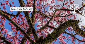 Festival das Cerejeiras é destaque em São Roque nas férias