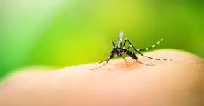 Foto: (Getty Images/iStockphoto)