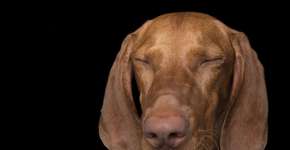 Foto: (Imagem sem texto alternativo disponivel ID [885905])