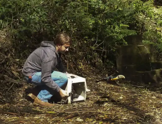 Após tratamento, pássaros são soltos em áreas verdes seguras da cidade