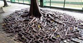 25 plantas que não desistiram e lutaram para viver