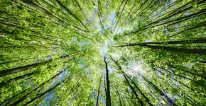 ESCAS-IPÊ abre processo seletivo para 17 bolsas de estudo integrais