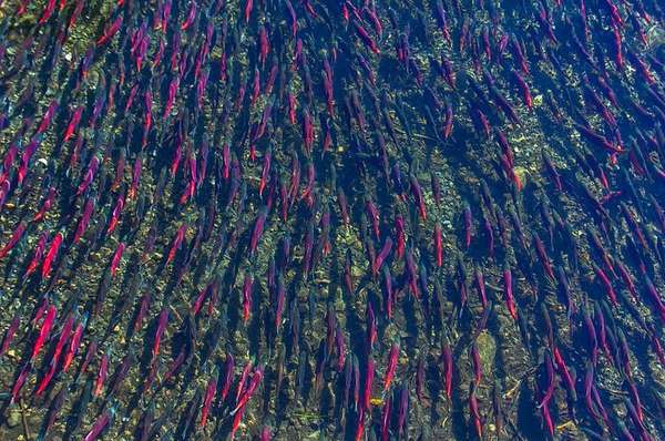 Califórnia (EUA) - Imagem: Joe Chan