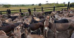 Justiça proíbe que jumentos sejam mortos para consumo no Nordeste