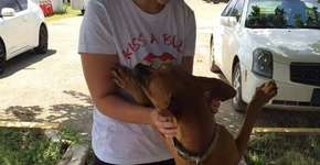 Imagem de cachorra com lágrimas nos olhos conscientiza sobre adoção