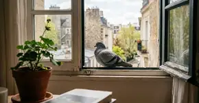 Se você vir um pombo rondando sua casa, nós lhe diremos o que isso significa e por que é um bom sinal