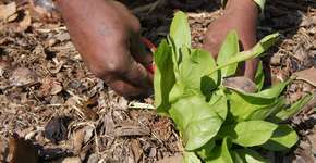 Escola de hortas urbanas acolhe pessoas em situação de rua