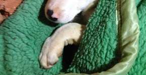 Foto: (Imagem sem texto alternativo disponivel ID [765186])