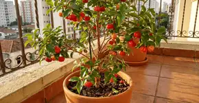 Foto: (Imagem sem texto alternativo disponivel ID [2753414])