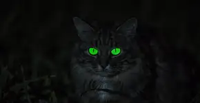 Foto: (Imagem sem texto alternativo disponivel ID [2720644])