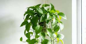 Foto: (Imagem sem texto alternativo disponivel ID [2684832])