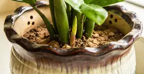 Foto: (Imagem sem texto alternativo disponivel ID [2719899])