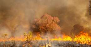 Campanha une famosos para criar brigada anti-incêndio no Pantanal