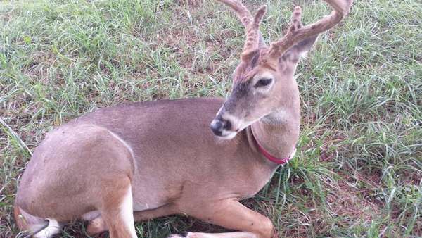 A família afirma que o animal é inofensivo (Reprodução/Jodi Proger)