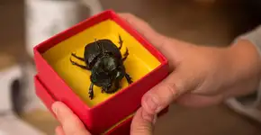 Foto: (Aline Arruda ***** OBRIGATîRIO O)