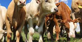 Estudos apontam que falta de água pode tornar o mundo vegetariano