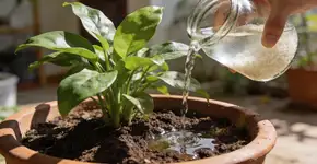 Foto: (Imagem sem texto alternativo disponivel ID [2685811])