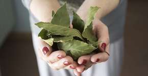 Foto: (iSTock/Michele_Caldarisi)