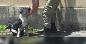 Policial dá banho em cachorro que desmaiou de calor na rua