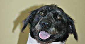 Projeto recruta cães para trabalho voluntário em terapias