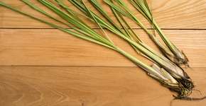 6 plantas repelentes ideais para espantar o mosquito da dengue e outros insetos na sua casa