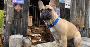 Buldogue francês é eleito prefeito em cidade nos EUA