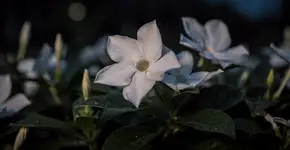 Foto: (Imagem sem texto alternativo disponivel ID [2711633])