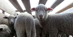 Foto: (Imagem sem texto alternativo disponivel ID [936005])