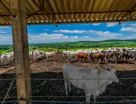 Educação: Escola no interior de SP abre vagas para curso técnico gratuito em agropecuária