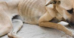 Saiba o que fazer em casos de maus-tratos aos animais