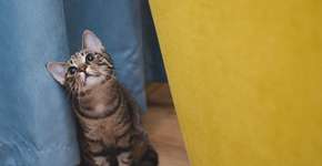 Se tem cães ou gatos em casa, fique atento: multa de R$ 10 mil pode valer pra você