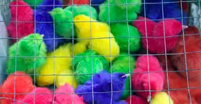 Vídeo mostra como são tingidos os pintinhos vendidos ilegalmente no Brasil