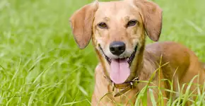 Conheça o Espaço 4 Patas, um parque exclusivo para cachorros