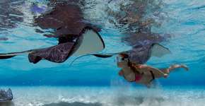 Saiba como é nadar com arraias em Stingray City, nas Ilhas Cayman