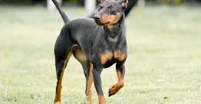 Manchester terrier: conheça as características do cachorro dessa raça 