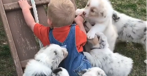 Vídeo mostra bebê e filhotes de cachorro em ataque… de fofura