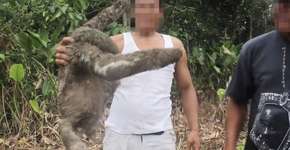 Por que fazer selfie com bicho-preguiça é uma crueldade?