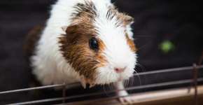 Menina joga hamster no vaso sanitário após vetarem bicho no voo