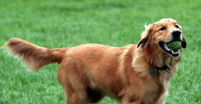 Foto: (Imagem sem texto alternativo disponivel ID [857084])