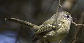 Conheça cinco espécies da Mata Atlântica que correm risco de extinção