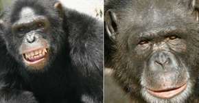 Chimpanzés fogem de santuário e invadem sítio em Sorocaba