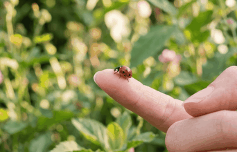 Secondary news: Por que você nunca deve espantar uma joaninha que pousou em você, saiba a supertição popular por trás disso