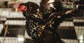 Associação em SP tem centro de adoção de galos, coelhos, entre outros