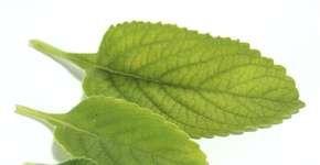 Foto: (Imagem sem texto alternativo disponivel ID [1604972])