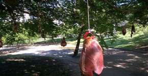 Corações bovinos são pendurados em árvore no Aterro do Flamengo