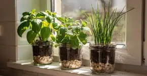 Foto: (Imagem sem texto alternativo disponivel ID [2720711])