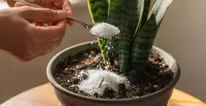 Foto: (Imagem sem texto alternativo disponivel ID [2705819])