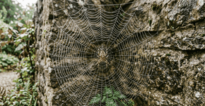 Foto: (Imagem sem texto alternativo disponivel ID [2752716])