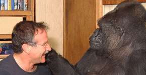 Amor animal: morte de Robin Williams entristece amiga gorila